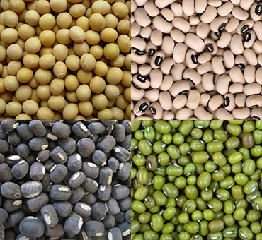 beans-370x340 beans